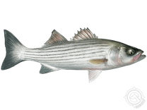 Striped Bass